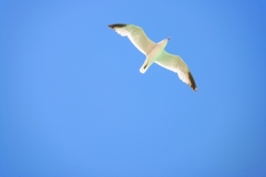 2021_06_27_MALLORCA_ANIMALI_BIRDS_SEAGULL_UCCELLI_4131