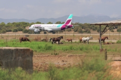 2021_08_20_MALLORCA_PALMA_AEROPORTO_CAVALLI_AEREI_ANIMALI_5093