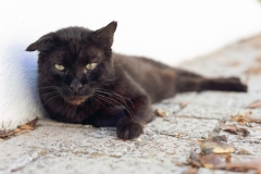 2021_09_05_MALLORCA_MESQUIDA_PETS_BLACK_CAT_0995