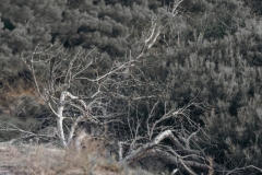 2021_09_11_MALLORCA_MESQUIDA_PAESAGGIO_MARE_ANIMALI_CAPRE_PAESAGGIO_MINA_1000