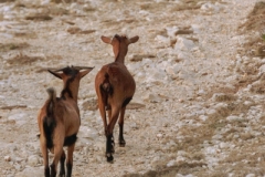 2021_09_11_MALLORCA_MESQUIDA_PAESAGGIO_MARE_ANIMALI_CAPRE_PAESAGGIO_MINA_1029